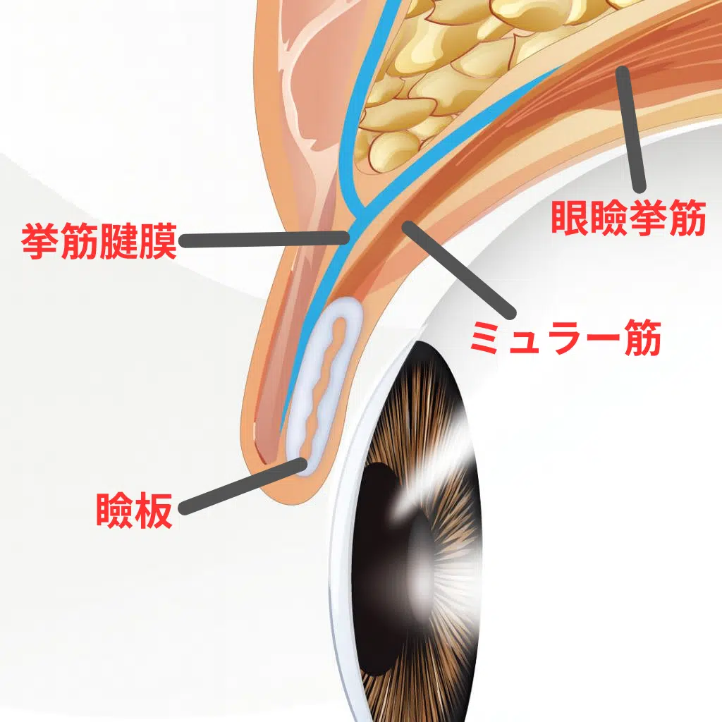 目の構造　大阪梅田